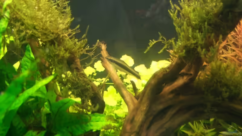 barbe von Marmax (30)