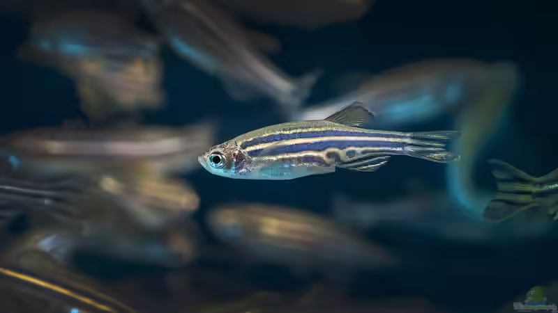 Barben im Aquarium: Das sind die Empfehlungen für Anfänger