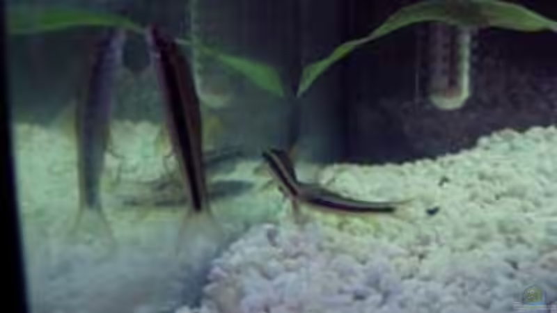 Barben von Sven Lochner (6)