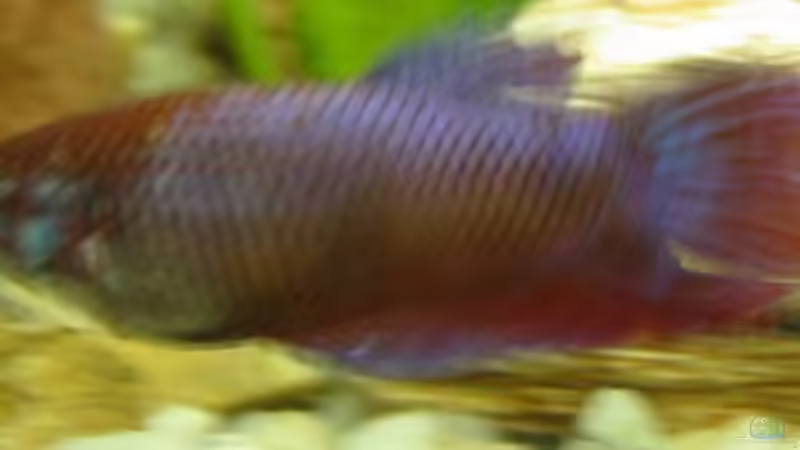 Barbie von redzac_w (3)