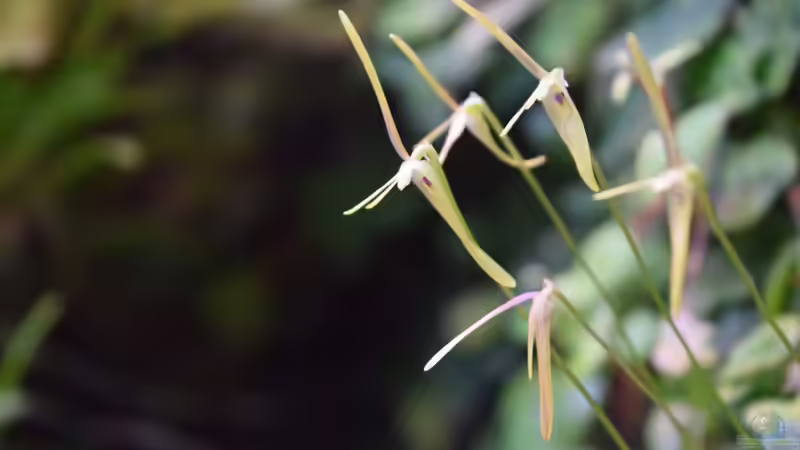 Barbosella  von Junglist (8)