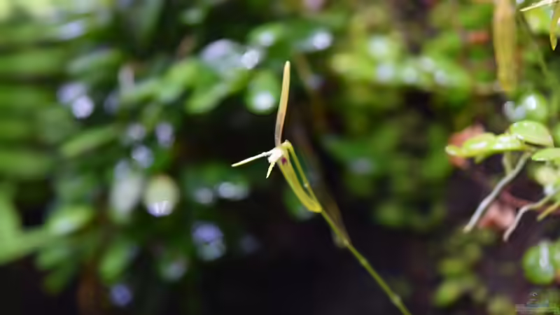 Barbosella cogniauxiana von Junglist (45)