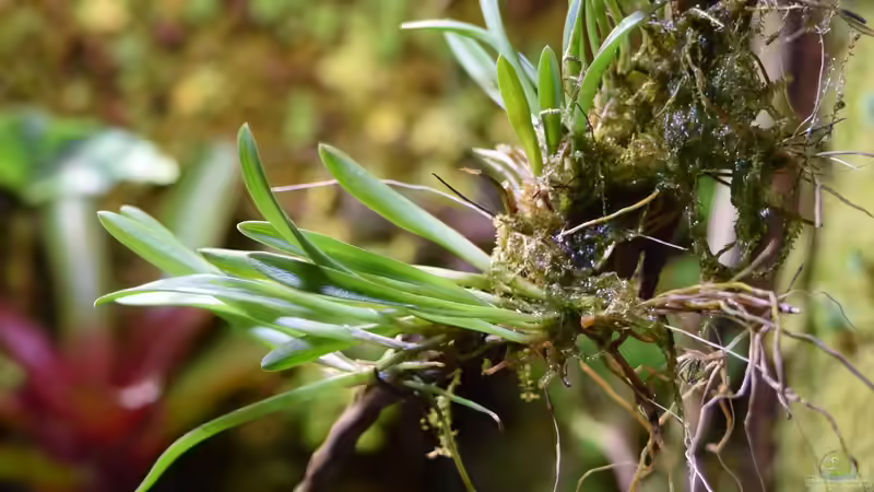 Barbosella culcullata mit etwas Java-Moos aufgebunden von Junglist (21)