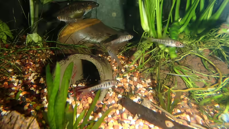 Einrichtungsbeispiele für die Haltung von Barbus fasciolatus (Blaustrichbarbe) im Aquarium