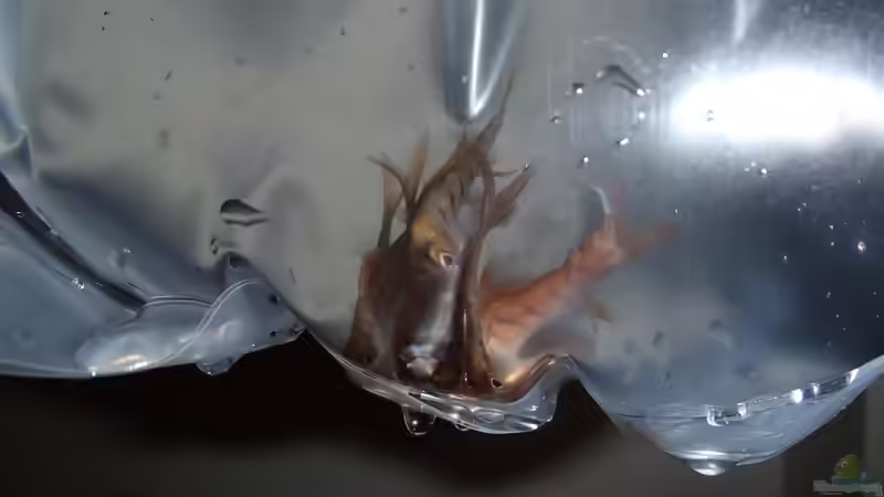 barbus bariloides 10 Stk von Pflanzennarr (30)