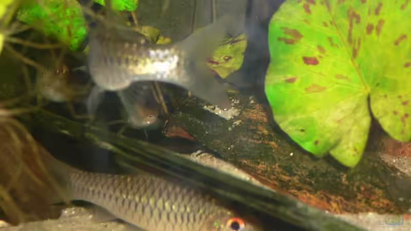 Enteromius callipterus im Aquarium halten (Einrichtungsbeispiele für Prachtflossenbarben)