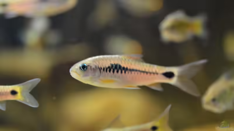 Barbus camptacanthus ´ Moliwe´ von Didi (40)