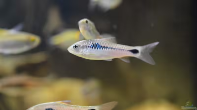 Barbus camptacanthus von Didi (27)