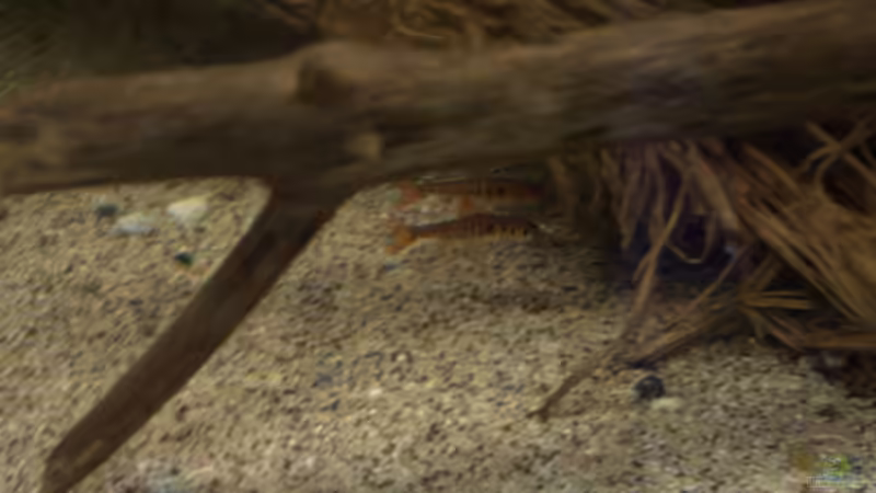 Einrichtungsbeispiele für die Haltung von Barbus fasciolatus (Blaustrichbarbe) im Aquarium