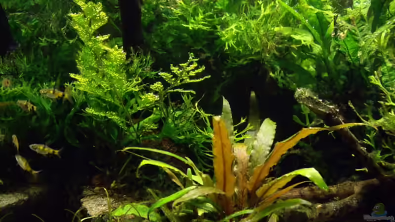 Barbus gelius von Oliver Bartels (3)