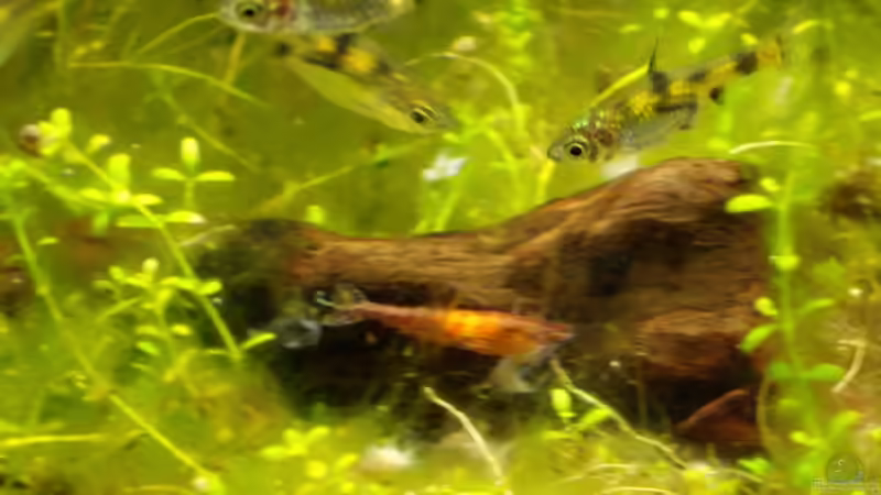 Barbus gelius von Olli Bartels (10)