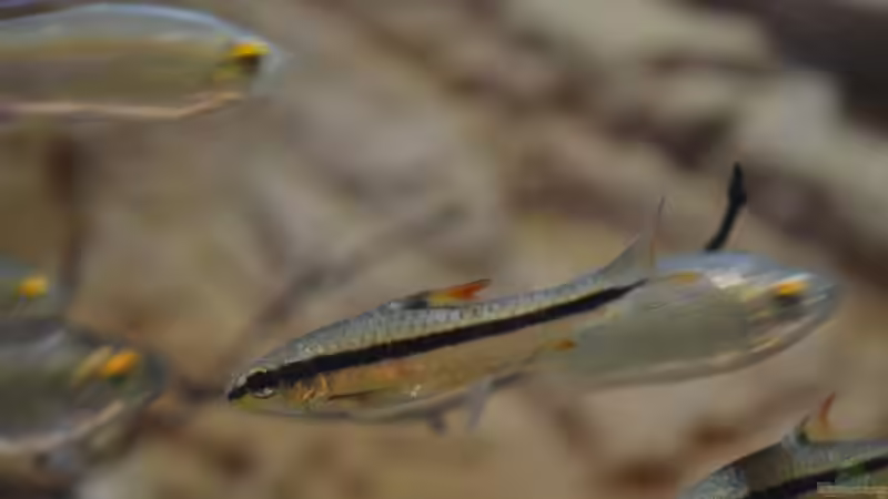 Barbus holotaenia  von Didi (27)