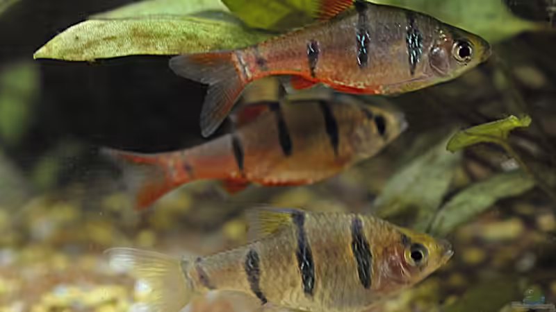 Aquarien mit Desmopuntius pentazona (Fünfgürtelbarbe)