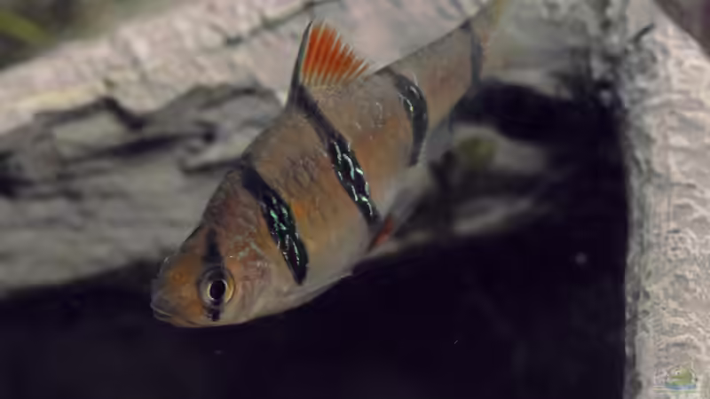 Barbus pentazona Weibchen von Matthias Funke (5)