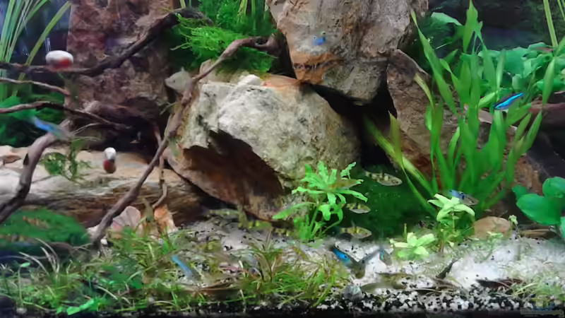 Barbus (Puntius) gelius, goldfarben schwarz gestreift -relativ selten von Grünhexe (168)