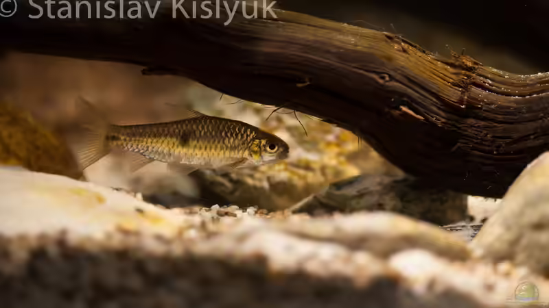 Barbus trispilos von Stanislav Kislyuk (12)
