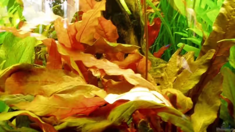 Barclaya longifolia von Funky (12)