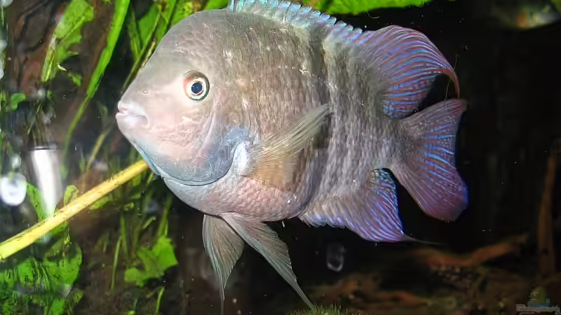 Barnie traut mir nicht (ein dominanter Sajicamann) von Claudia Müller (14)