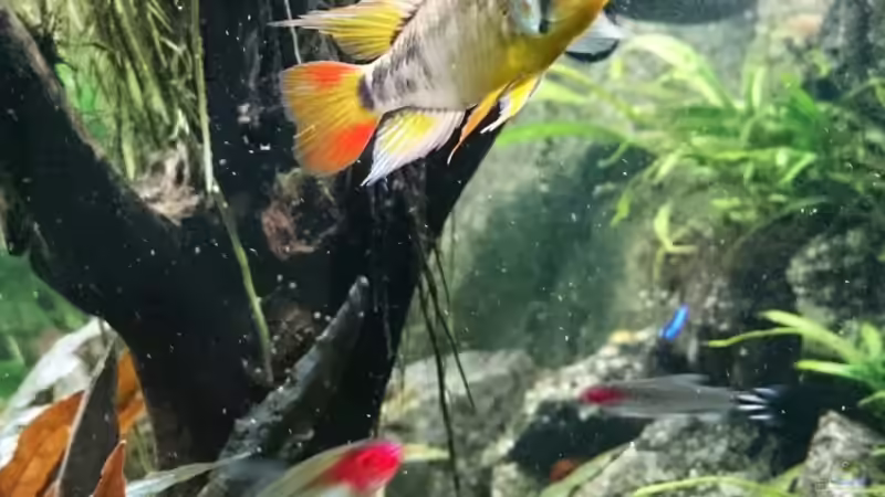 Barsch von Nico_BS (4)