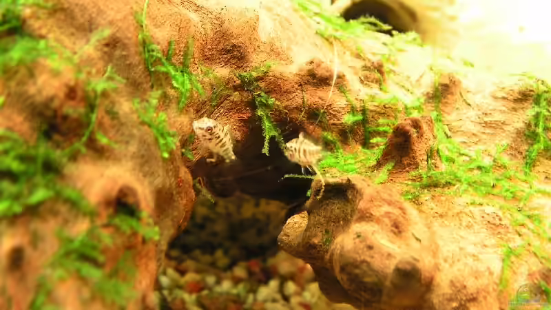 Barschbabys 7 Wochen alt von Manuela Vogt (13)