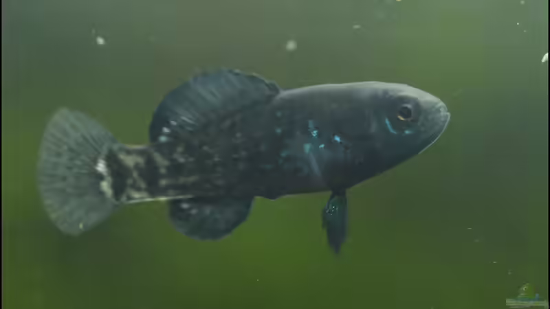 Barsche aus den Sümpfen Everglades !!!