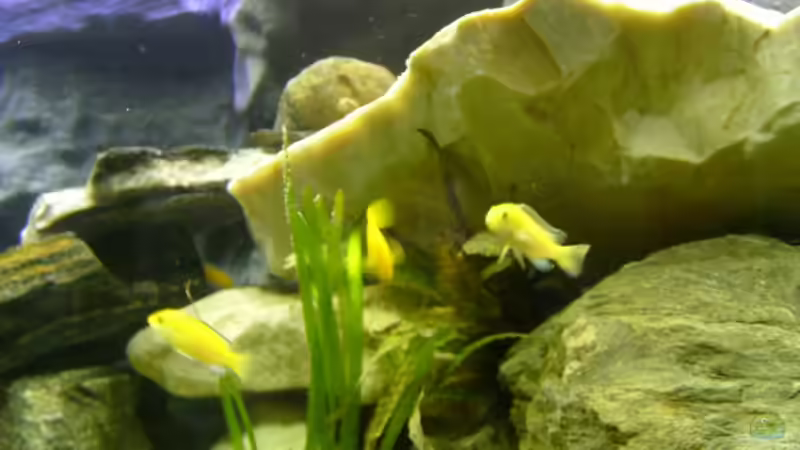 Barsche haben sich eingelebt und fühlen sich  wohl von Ingo Pöck (24)