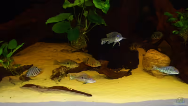 Barschgesellschaft von Knorpelfisch (34)