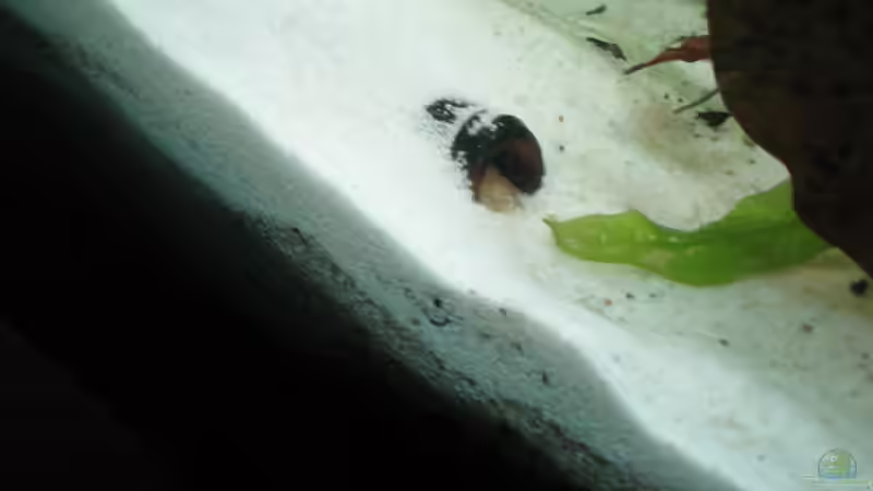 Barschhöhle auf der linken Seite von Robbi (8)