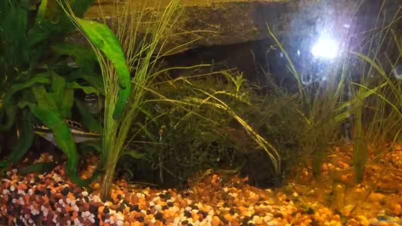 Barschhöhle mit Javafarn 08/2011 von Pflanzennarr (17)