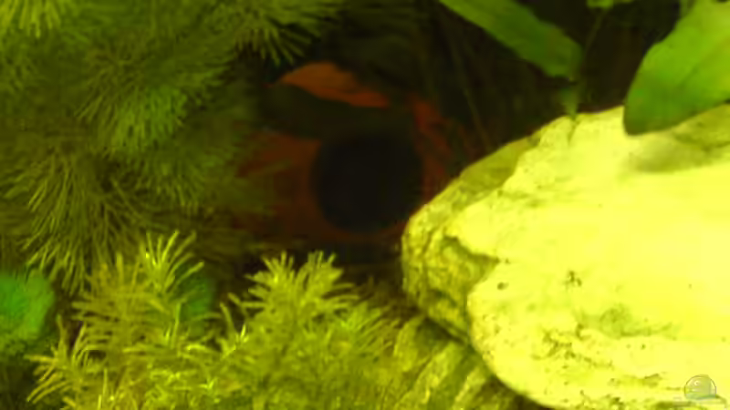 Barschhöhle von Dornauge xxl (20)