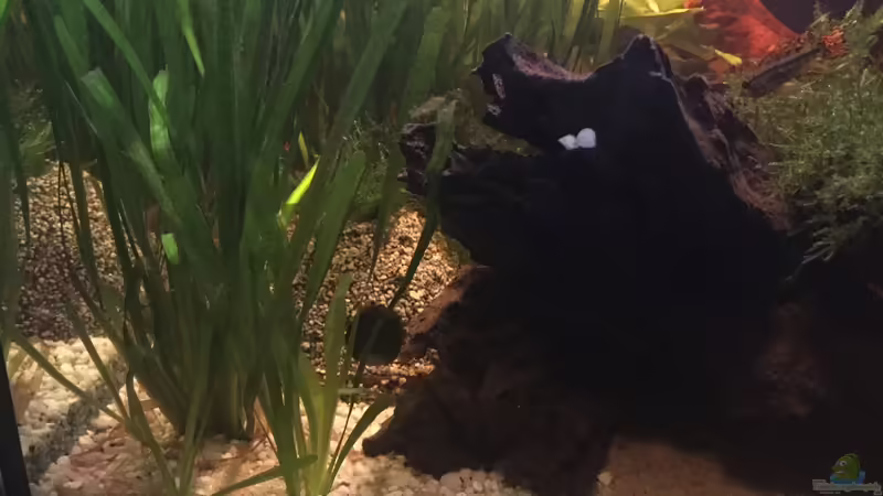 Barschhöhle von TinaAqua (19)