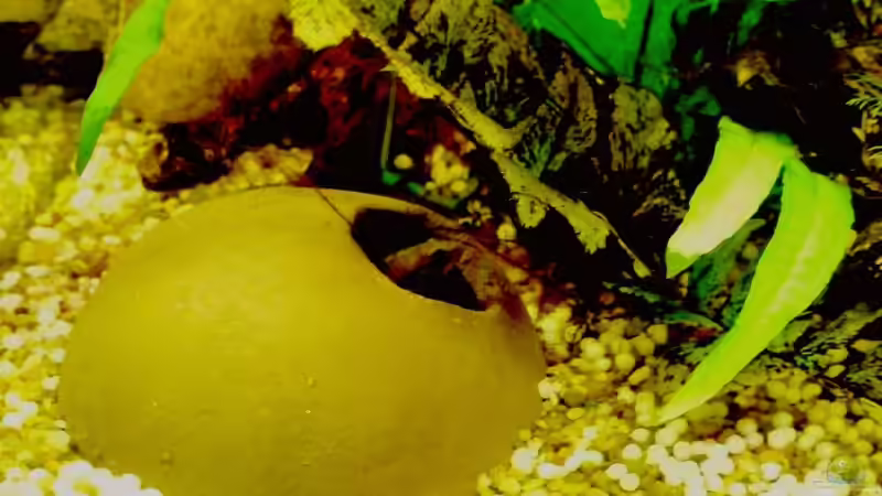 Barschhöle von Achim Dengler (19)