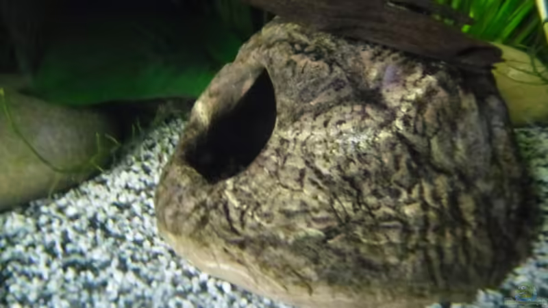 Barschhöle von Ruppinho (20)