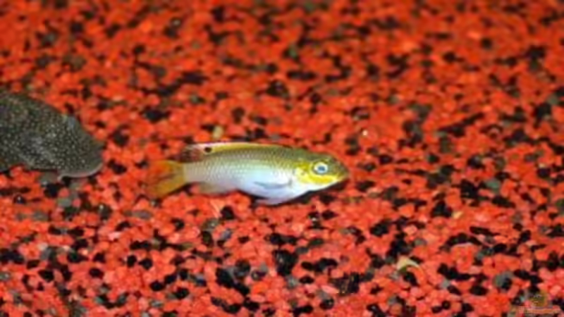 Barschmann von Thomas Bachl (6)