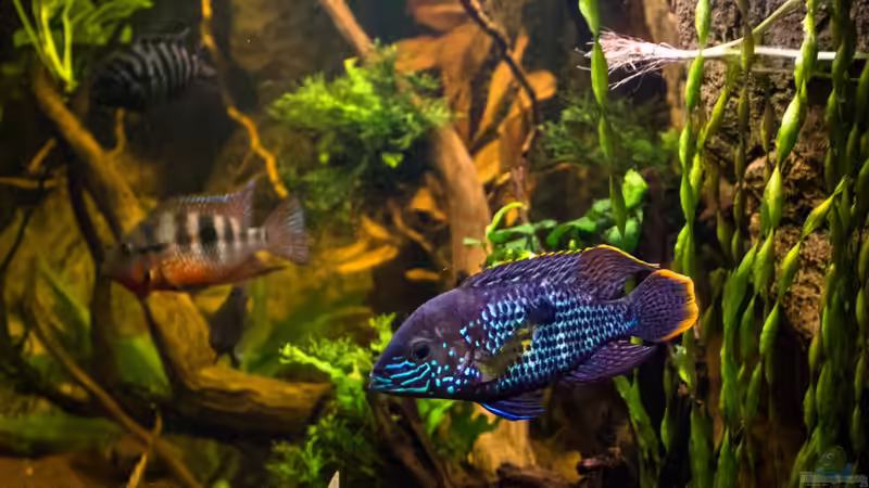 Barschtrio - 16.12.2013 von GoreSlayer (120)