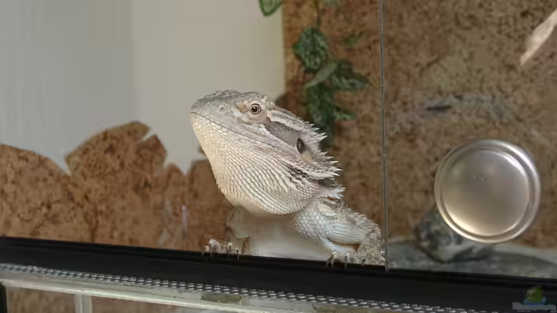 Bartagamen im Terrarium halten - Der umfassende Praxisleitfaden für eine artgerechte Haltung