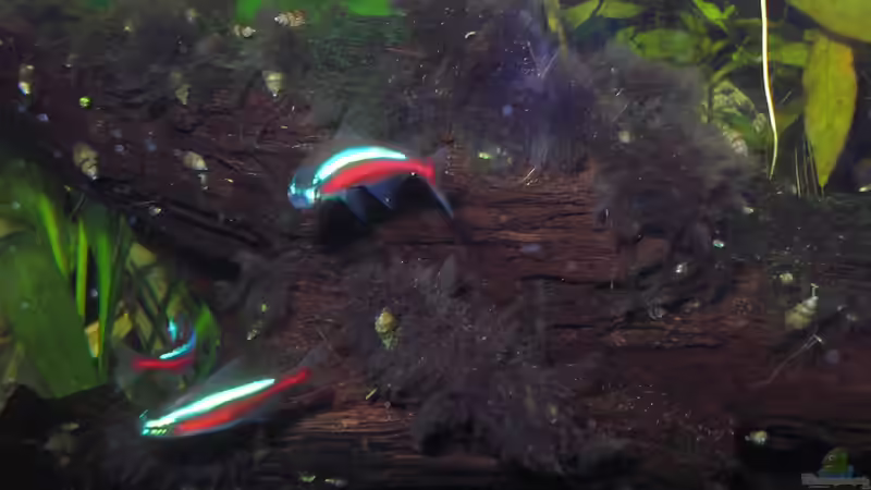 Bartalgen an der Wurzel (17.10.2012) von Südamerikafreak BK (2)