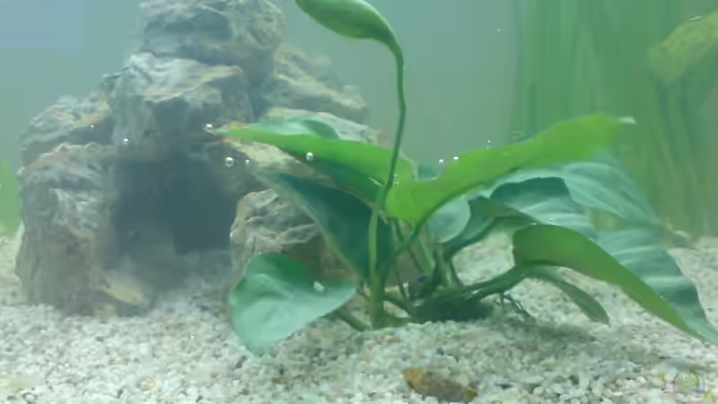 Barters Speerblatt von Ronny Eisenberg (5)