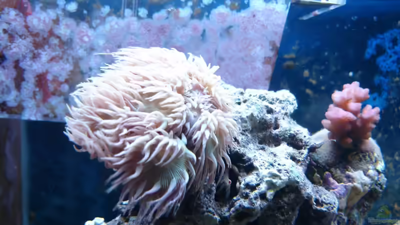 Bartkorall+Pocillopora Juli 2013 von Jane Vogeler (53)