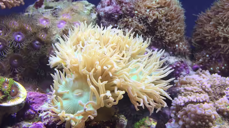 Bartkoralle  von Embasch (4)