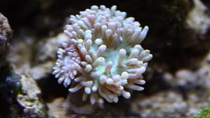 Bartkoralle neu Sept. 2009 von Stephan Ascher (30)