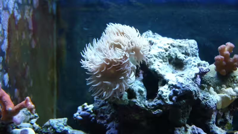 Bartkoralle November 2012 von Jane Vogeler (52)