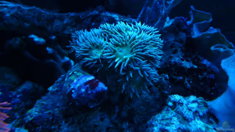 Bartkoralle von Flevus (17)