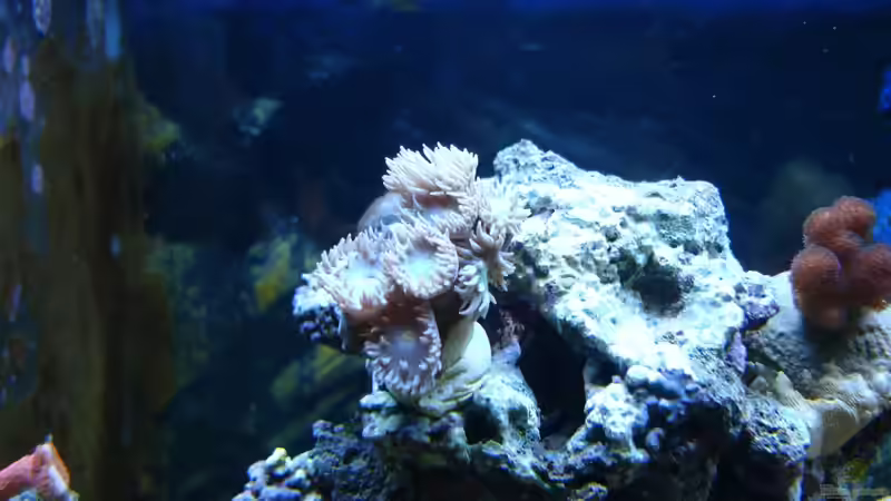 Bartkoralle von Jane Vogeler (54)