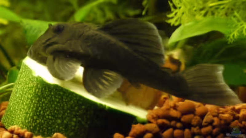 Baryancistrus beggini L 239 (2) von Linkman (13)