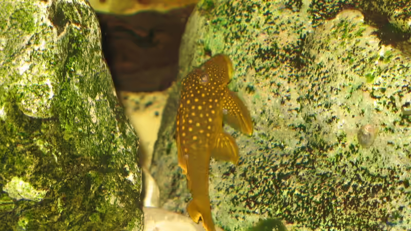 Baryancistrus demantoides von der Theoretiker (69)