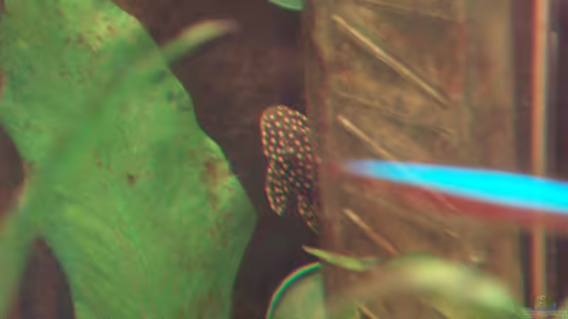 Aquarien mit Ancistrus sp. "Gold" (Goldantennenwels)