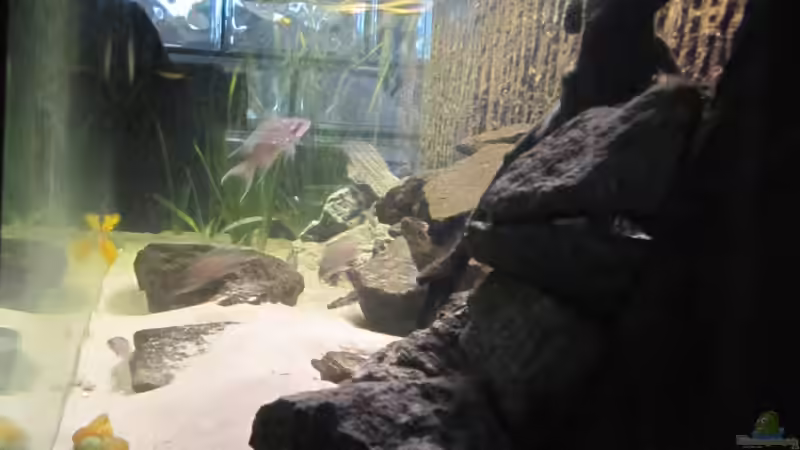 Basalt,Wurzel und Strukturrückwand!! von Haens84 (19)