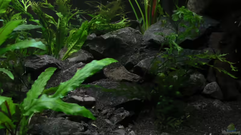 Basaltgebirge von Zapfenmanderl (3)