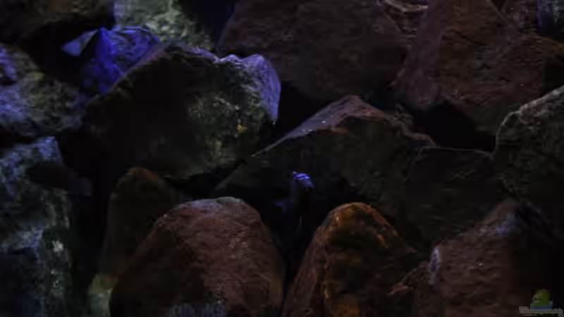 Basaltgestein dominiert das ganze Becken,mit Aufwuchs von Grün bis braun! von Florian Bandhauer (10)